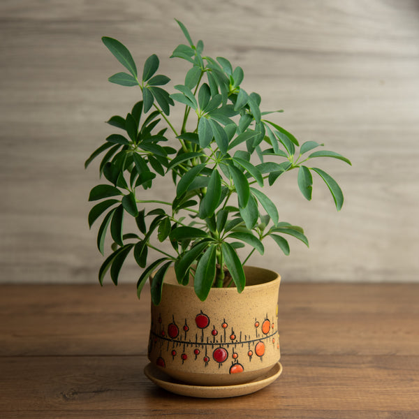 Planter #6