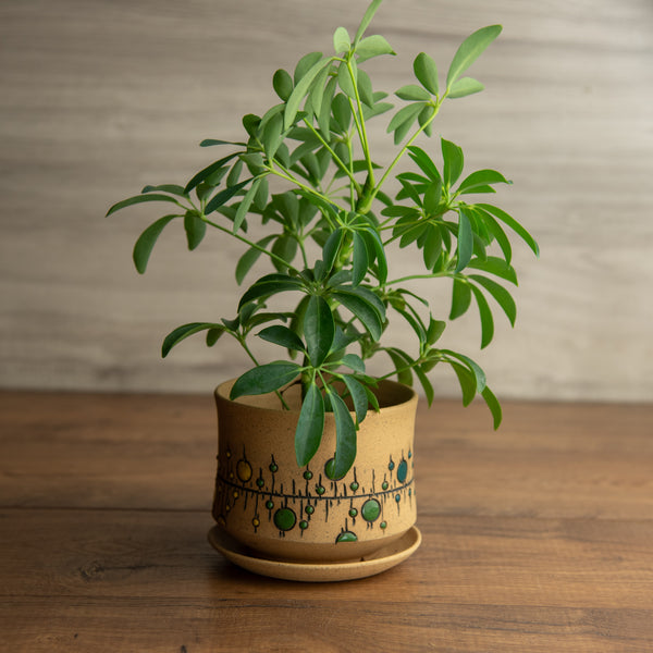 Planter #6