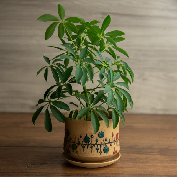 Planter #6