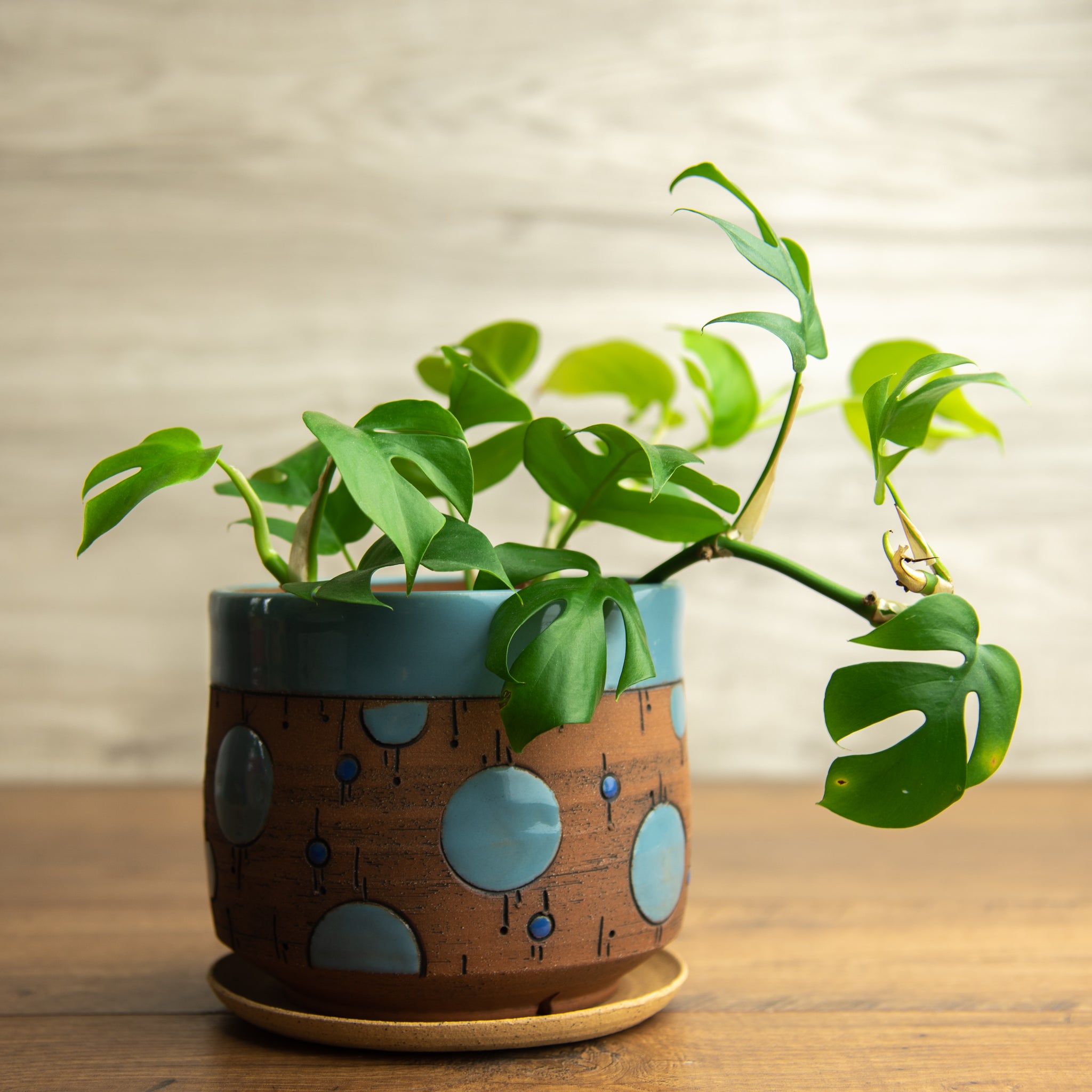 Planter #9