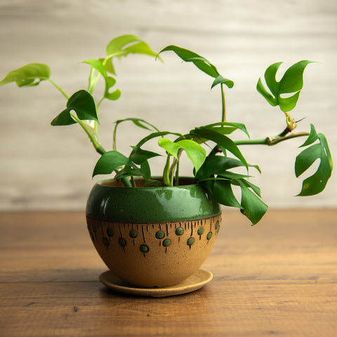 Planter #6