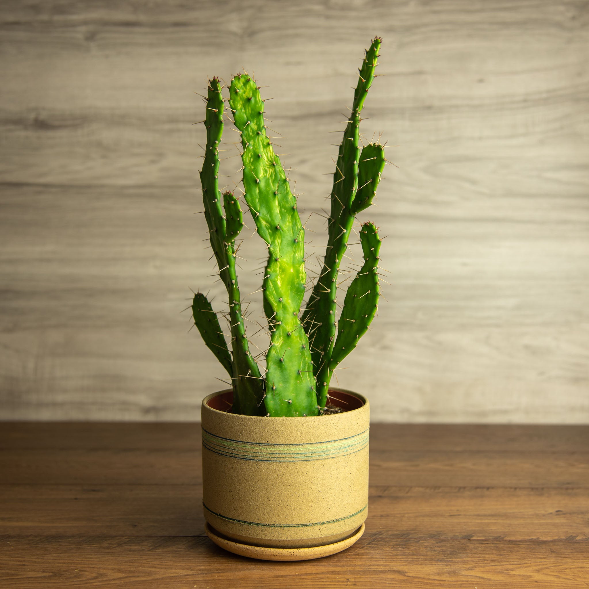 Planter #14